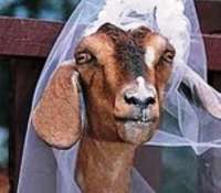 Homem se apaixona e consegue na justiça autorização para casar com uma cabra
