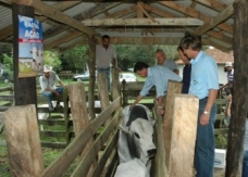 Quedas / Espigão Alto - ADAPAR estima vacinar 65 mil cabeças de gado contra aftosa
