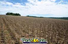 Catanduvas - Chuva de granizo provoca prejuízo na agricultura