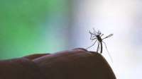 Diferença entre dengue, zika e chikungunya é sutil, diz especialista
