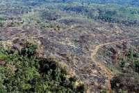 Paraná - Estado é o quarto estado no ranking do desmatamento