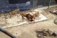 Leões são mortos a tiros em zoológico após homem nu entrar na jaula deles com a intenção de suicidar