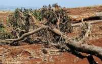 Rio Bonito - Policia Ambiental flagra desmatamento irregular