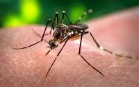 Laranjeiras - Prefeitura realizará mutirão contra a dengue neste sábado