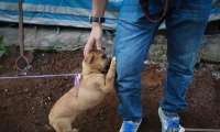 Imagem chocante: filhote de cão pede carinho antes de ser morto e consumido em festival na China
