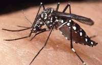 Guaraniaçu - Vigilância Ambiental desenvolve ações de combate a Dengue