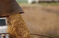 Quedas - Segundo cerealista, colheita da soja começa atrasada no município