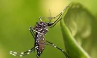 Cerca de 300 milhões podem ter dengue; maioria não sabe