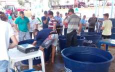 Virmond - Feira do Peixe Vivo registra boa comercialização