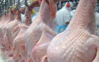 China faz investigação contra importação de frango brasileiro