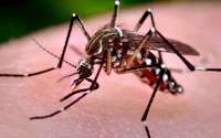 Depois da dengue, zika e chikungunya, vem aí a febre Mayaro