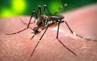 Saiba o que é boato e o que é verdade sobre o Zika Vírus
