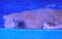 Shopping mantém urso polar preso para clientes tirarem fotos na China