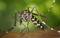 Brasil mantém emergência nacional em saúde pública por causa da zika