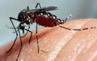 Duas a cada cinco cidades já têm casos de chikungunya