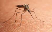 Fiocruz estuda se zika vírus pode ser transmitido por pernilongo