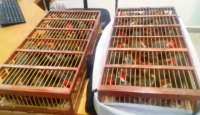 PRF prende passageiro de ônibus com cem aves silvestres