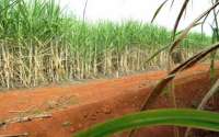 Produção brasileira de cana-de-açucar pode chegar a 646 milhões de toneladas