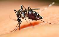 Aedes aegypti já se tornou mosquito doméstico, alerta epidemiologista