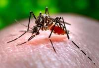Brasil tem primeiros casos de chikungunya transmitidos dentro do país