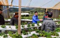 Pinhão - Produtores rurais fazem visita técnica em produção de morangos
