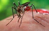 Primeiro caso de chikungunya em Foz do Iguaçu deixa moradores em alerta