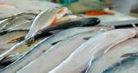 Fiscais federais vistoriam peixes vendidos no comércio paranaense
