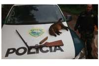 Rio Bonito - Policia Ambiental apreende armas e quati abatido