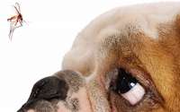 Ministérios aprovam medicamento para tratamento de Leishmaniose Visceral Canina