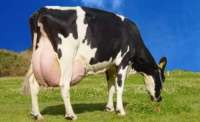 Porto Barreiro - Prefeitura irá realizar curso de manejo de gado leiteiro