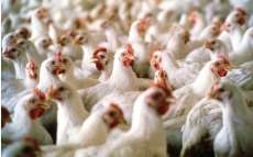 Deputados criam comissão para buscar incentivos à avicultura do Paraná