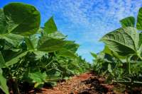 Com as chuvas, produtores aceleram plantio da safra de verão do Paraná