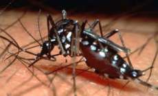 De acordo com a secretaria de estado de saúde 94 municípios podem apresentar epidemia de dengue