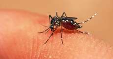 Três Barras - Cinco casos de dengue confirmado no município