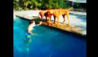 Garoto finge se afogar na piscina e seu cachorro tem reação inesperada. Veja