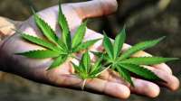 Cannabis é droga ilícita mais consumida no mundo, afirma OMS