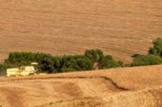 Paraná amplia a área plantada e safra de trigo pode dobrar neste ano