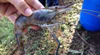 Laranjeiras - Cultivo de camarão de água doce é estudado em programa de extensão na UFFS