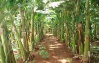 Quedas - Agricultores conhecem região que se destaca na produção de bananas