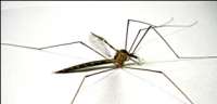 Dengue preocupa também no inverno