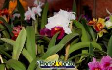 Guaraniaçu - APAE realiza mais uma feira de mudas e orquídeas