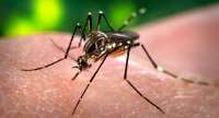 Paraná tem 18 cidades em alerta ou risco para dengue