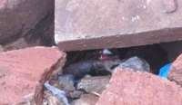Cadáver é encontrado dentro de bueiro em Maringá