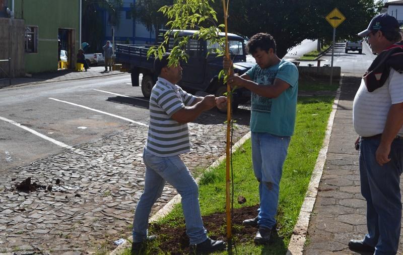 Pinhão - Prefeitura realiza obras de paisagismo na Avenida Trifon substitui Palmeiras por Cerejeiras