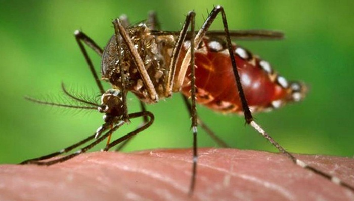 Último mês para vacinação contra a dengue no Paraná
