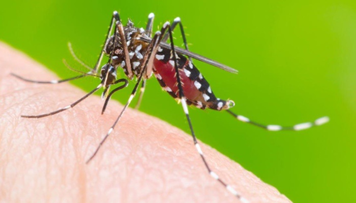 Boletim confirma mais de 1,2 mil casos de dengue no Paraná; sete municípios estão em epidemia