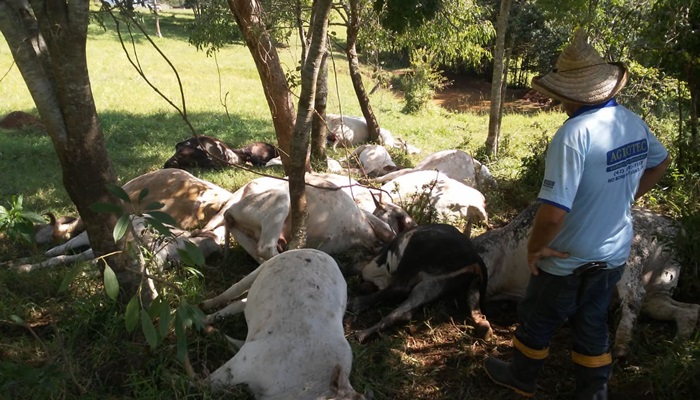 Porto Barreiro - Raio mata 15 cabeças de gado no interior do município