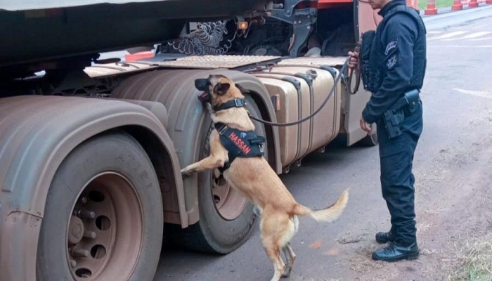 Vinte cães policiais reforçam operações da Polícia Penal do Paraná
