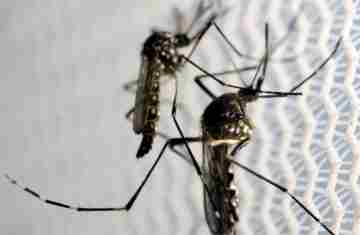 Quase 4 bilhões de pessoas correm risco de infecção pelo Aedes