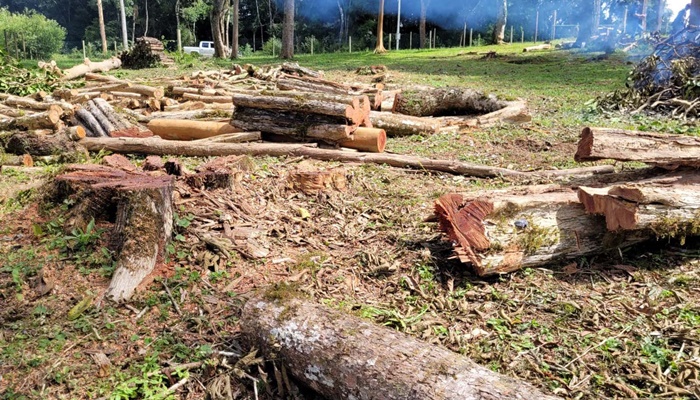  Imagens de satélite: 1ª operação remota contra desmatamento aplica R$ 5,9 milhões em multas